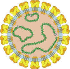 Hanta virus cruise ship outbreak